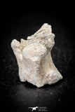 05490 - Top Beautiful 0.96 Palaeophis Magrebianus Paleocene Sea Snake Vertebra Bone