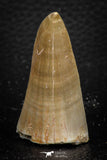 07671 - Top Rare 2.16 Inch Huge Mosasaurus hoffmanni Tooth Late Cretaceous