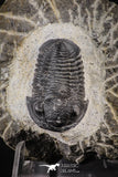 88138 - Superb 0.99 Inch Gerastos tuberculatus Devonian Trilobite