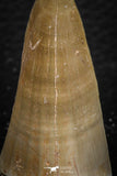 07671 - Top Rare 2.16 Inch Huge Mosasaurus hoffmanni Tooth Late Cretaceous