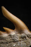 05014 - Beautiful Well Preserved 0.57 Inch Weltonia ancistrodon Shark Tooth