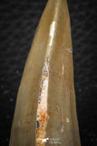 07671 - Top Rare 2.16 Inch Huge Mosasaurus hoffmanni Tooth Late Cretaceous
