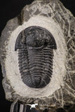 88139 - Superb 1.05 Inch Gerastos tuberculatus Devonian Trilobite