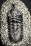 22040 - Well Prepared 2.73 Inch Morocconites malladoides Middle Devonian