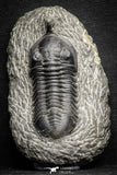 22040 - Well Prepared 2.73 Inch Morocconites malladoides Middle Devonian