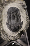 88139 - Superb 1.05 Inch Gerastos tuberculatus Devonian Trilobite