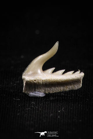 05015 - Beautiful Well Preserved 0.48 Inch Weltonia ancistrodon Shark Tooth