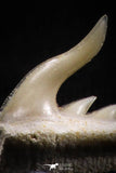 05015 - Beautiful Well Preserved 0.48 Inch Weltonia ancistrodon Shark Tooth