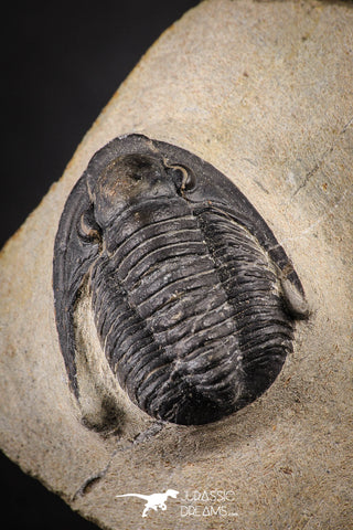 88140 - Superb 1.12 Inch Diademaproetus praecursor Devonian Trilobite