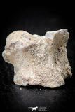 05491 - Beautiful 0.91 Palaeophis Magrebianus Paleocene Sea Snake Vertebra Bone