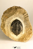 30748 - Well Prepared 2.17 Inch  Zlichovaspis rugosa Lower Devonian Trilobite