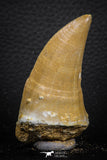 07672 - Top Rare 2.58 Inch Huge Mosasaurus hoffmanni Tooth Late Cretaceous