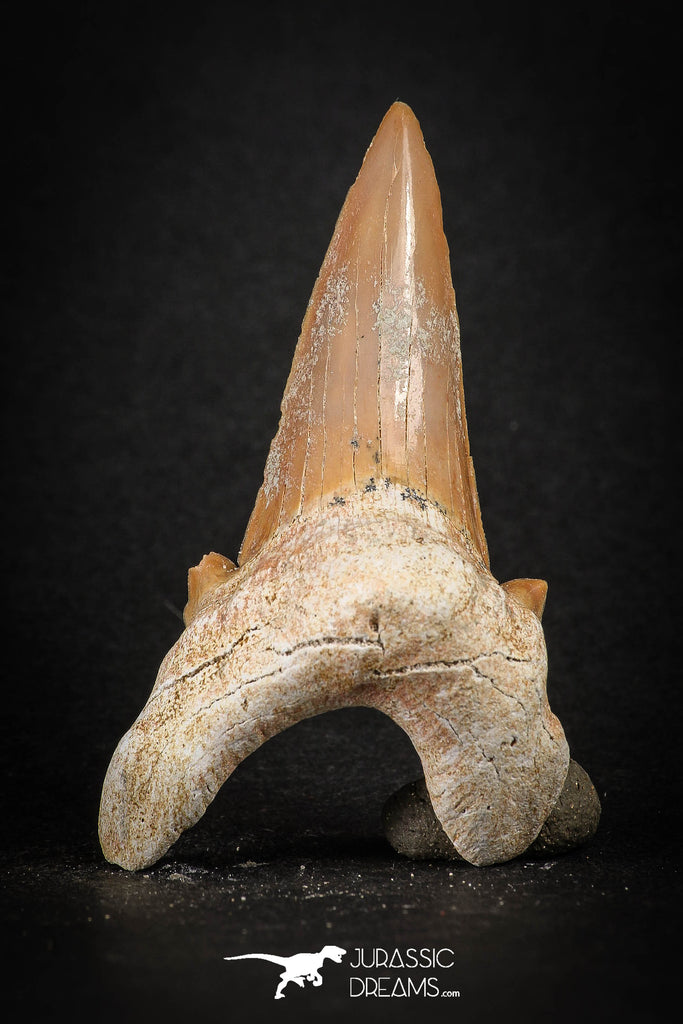 88197 - Top Huge 2.49 Inch OTODUS OBLIQUUS (mackerel shark) Tooth Paleocene