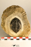 30748 - Well Prepared 2.17 Inch  Zlichovaspis rugosa Lower Devonian Trilobite