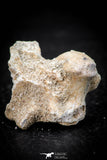 05491 - Beautiful 0.91 Palaeophis Magrebianus Paleocene Sea Snake Vertebra Bone