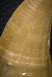 07672 - Top Rare 2.58 Inch Huge Mosasaurus hoffmanni Tooth Late Cretaceous