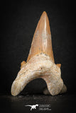 88197 - Top Huge 2.49 Inch OTODUS OBLIQUUS (mackerel shark) Tooth Paleocene