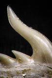05015 - Beautiful Well Preserved 0.48 Inch Weltonia ancistrodon Shark Tooth