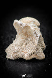 05491 - Beautiful 0.91 Palaeophis Magrebianus Paleocene Sea Snake Vertebra Bone