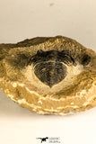 30748 - Well Prepared 2.17 Inch  Zlichovaspis rugosa Lower Devonian Trilobite