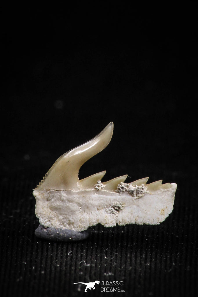 05016 - Beautiful Well Preserved 0.53 Inch Weltonia ancistrodon Shark Tooth