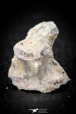 05491 - Beautiful 0.91 Palaeophis Magrebianus Paleocene Sea Snake Vertebra Bone