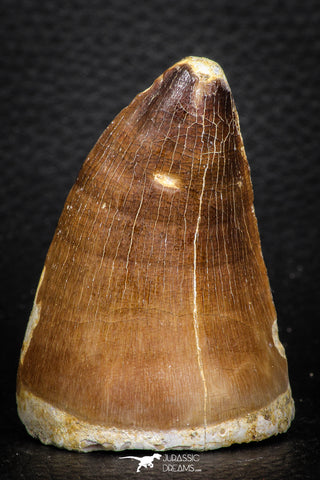 07673 - Well Preserved 2.17 Inch Mosasaur (Prognathodon anceps) Tooth
