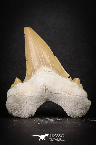 88198 - Top Huge 2.05 Inch OTODUS OBLIQUUS (mackerel shark) Tooth Paleocene