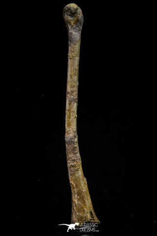 20576 - Museum Grade 8.82 Inch Cretaceous Unidentified Pterosaur Azhdarchid? Tibia Bone KemKem Beds