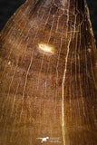 07673 - Well Preserved 2.17 Inch Mosasaur (Prognathodon anceps) Tooth