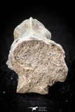 05491 - Beautiful 0.91 Palaeophis Magrebianus Paleocene Sea Snake Vertebra Bone