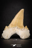 88198 - Top Huge 2.05 Inch OTODUS OBLIQUUS (mackerel shark) Tooth Paleocene