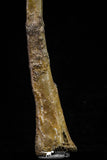 20576 - Museum Grade 8.82 Inch Cretaceous Unidentified Pterosaur Azhdarchid? Tibia Bone KemKem Beds