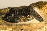 30748 - Well Prepared 2.17 Inch  Zlichovaspis rugosa Lower Devonian Trilobite