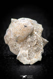 05491 - Beautiful 0.91 Palaeophis Magrebianus Paleocene Sea Snake Vertebra Bone