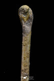 20576 - Museum Grade 8.82 Inch Cretaceous Unidentified Pterosaur Azhdarchid? Tibia Bone KemKem Beds