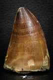 07673 - Well Preserved 2.17 Inch Mosasaur (Prognathodon anceps) Tooth