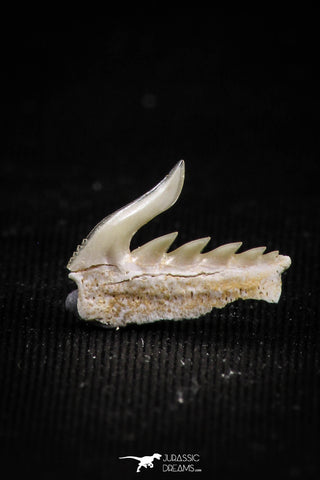 05017 - Beautiful Well Preserved 0.50 Inch Weltonia ancistrodon Shark Tooth