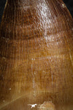 07673 - Well Preserved 2.17 Inch Mosasaur (Prognathodon anceps) Tooth