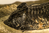 30748 - Well Prepared 2.17 Inch  Zlichovaspis rugosa Lower Devonian Trilobite