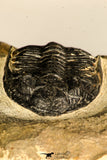 30748 - Well Prepared 2.17 Inch  Zlichovaspis rugosa Lower Devonian Trilobite