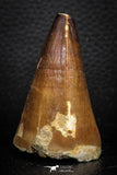 07673 - Well Preserved 2.17 Inch Mosasaur (Prognathodon anceps) Tooth