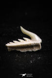 05017 - Beautiful Well Preserved 0.50 Inch Weltonia ancistrodon Shark Tooth