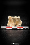 05492 - Beautiful 0.92 Palaeophis Magrebianus Paleocene Sea Snake Vertebra Bone