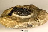 30748 - Well Prepared 2.17 Inch  Zlichovaspis rugosa Lower Devonian Trilobite