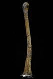 20576 - Museum Grade 8.82 Inch Cretaceous Unidentified Pterosaur Azhdarchid? Tibia Bone KemKem Beds