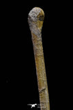 20576 - Museum Grade 8.82 Inch Cretaceous Unidentified Pterosaur Azhdarchid? Tibia Bone KemKem Beds