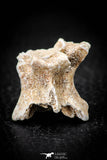 05492 - Beautiful 0.92 Palaeophis Magrebianus Paleocene Sea Snake Vertebra Bone