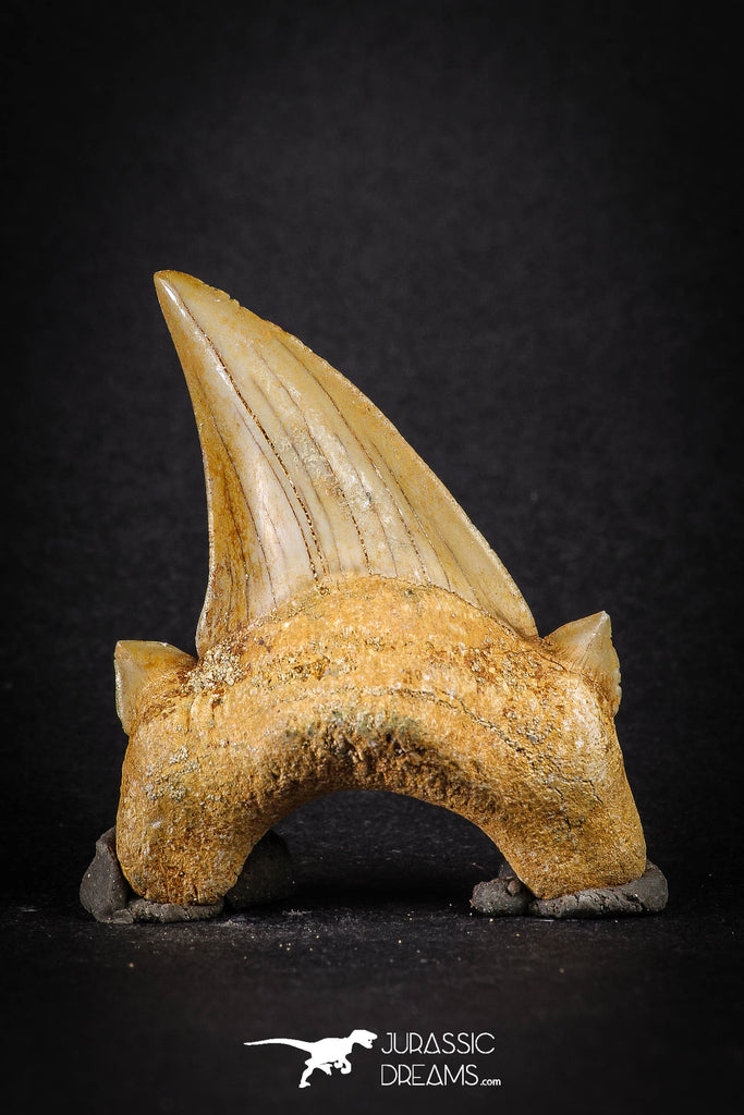 88200 - Top Huge 2.48 Inch OTODUS OBLIQUUS (mackerel shark) Tooth Paleocene