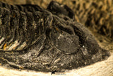 30748 - Well Prepared 2.17 Inch  Zlichovaspis rugosa Lower Devonian Trilobite
